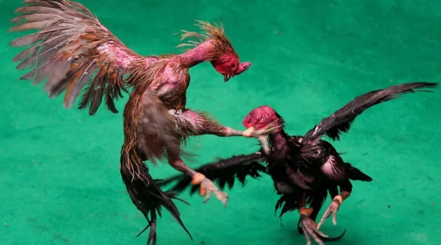 Tìm hiểu quy tắc đặc cược đá gà Thái Lan